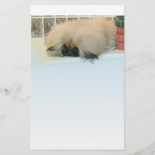 Pekingese Thinking Big