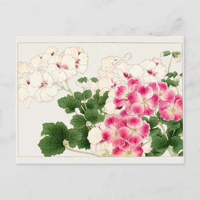 Pelargonium by Tanigami Konan Postcard (Front)