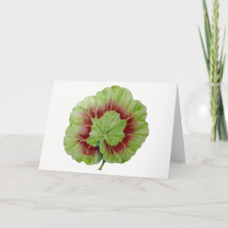 Pelargonium 'Geranium Leaf' Greeting Card