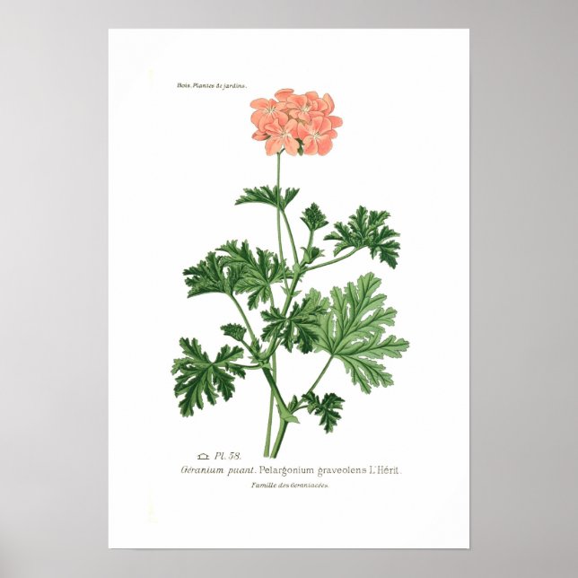Pelargonium graveolens poster (Front)