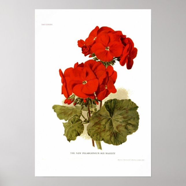 Pelargonium 'His Majesty" Poster (Front)