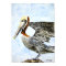 pelican_4_bird_painting