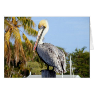 Pelican at Jug Creek