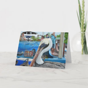 Pelican at the Fish Market, Puerto Ayora Card