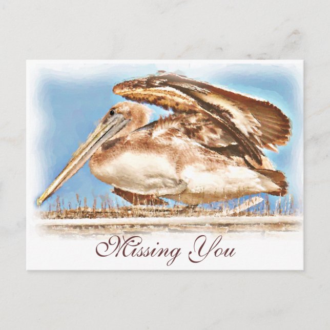 Pelican Awaits_ Postcard (Front)