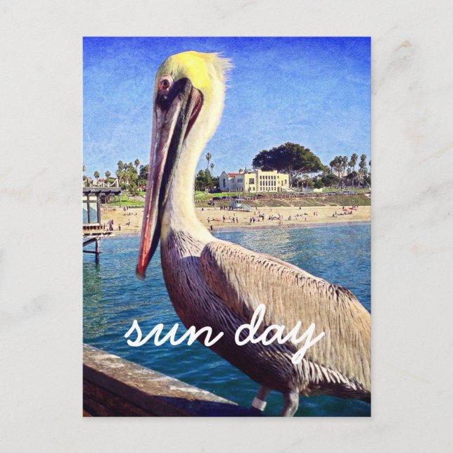 Pelican Beach Bird Photo Sun Day Stylish Script Postcard (Front)