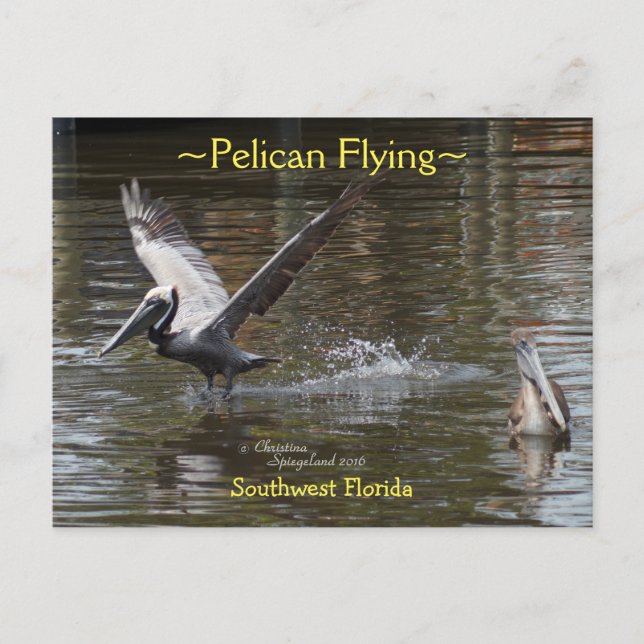 Pelican bird flying Florida Postcard (Front)