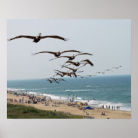 Pelican Bird Gang flying over OBX beach