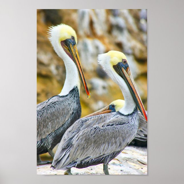 PELICAN BOGO COVE POSTER (Front)