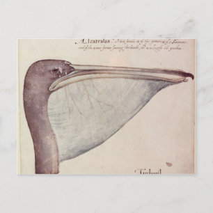 Pelican, c.1590 postcard