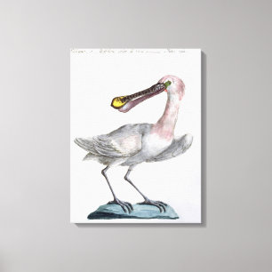 Pelican, c.1767-76 (hand coloured engraving) canvas print