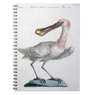 Pelican, c.1767-76 (hand coloured engraving) notebook