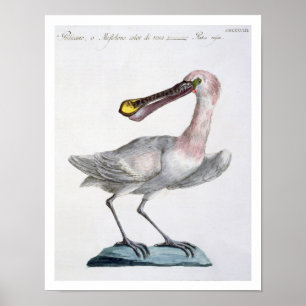 Pelican, c.1767-76 (hand coloured engraving) poster
