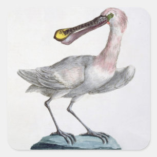 Pelican, c.1767-76 (hand coloured engraving) square sticker