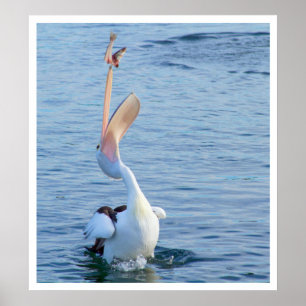 Pelican Catching a Fish Poster