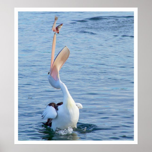 Pelican Catching a Fish Poster (Front)