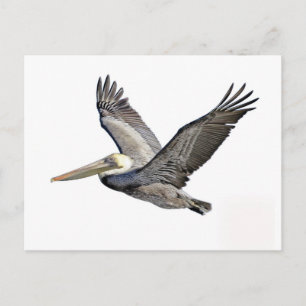 Pelican Clear Postcard