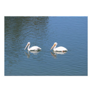 pelican couple swimming photo print