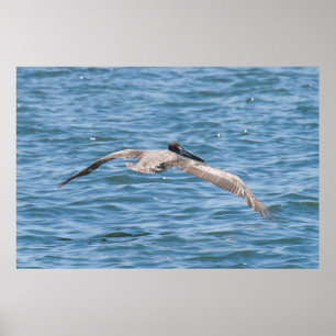 Pelican Flying Low Poster