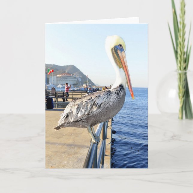Pelican Greeting Card (Front)