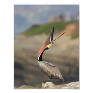 Pelican Head throw Photo Print