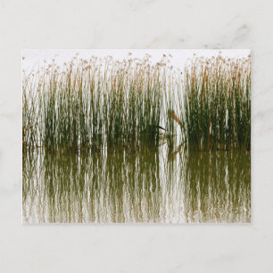 Pelican Hideout Postcard