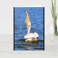 PeliCan I Wish You Happy Birthday?