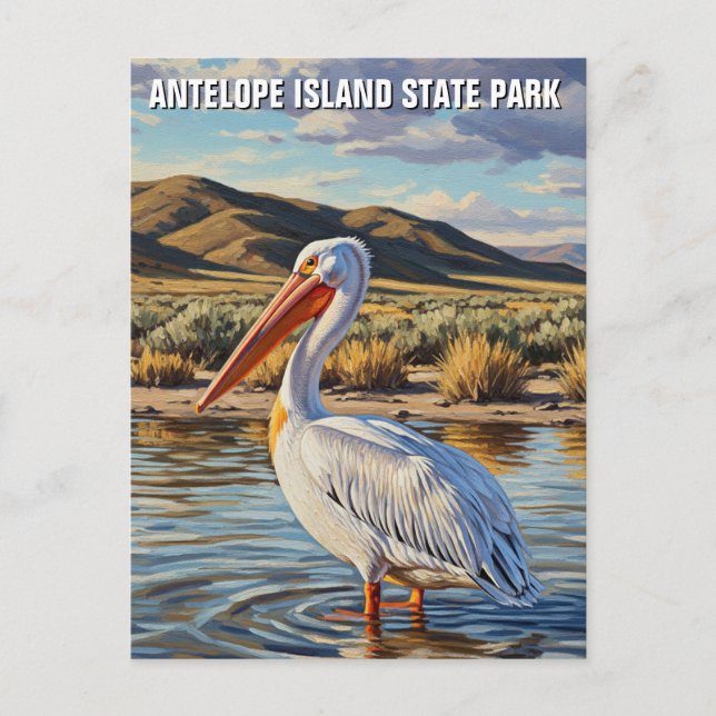 Pelican in Antelope Island State Park Utah Postcard (Front)