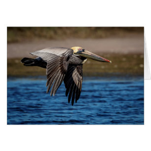Pelican in flight