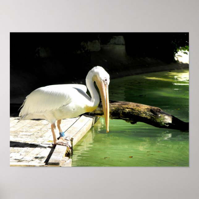 Pelican in springtime in Spain Poster (Front)
