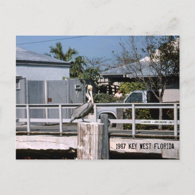 Pelican Key West Florida 1987 Postcard (Front)