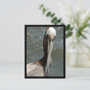 Pelican Looking back at me Holiday Postcard