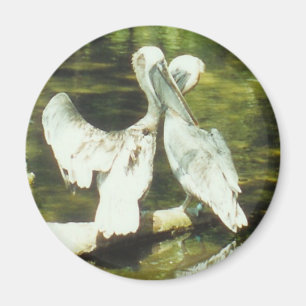 PELICAN LOVE - magnet