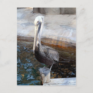 Pelican Love,-Occasions_ Postcard
