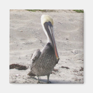 Pelican Magnet