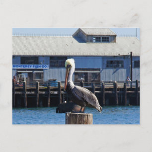 Pelican Monterey, California Postcard