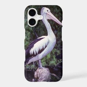 Pelican on a branch, Tasmania - Australia