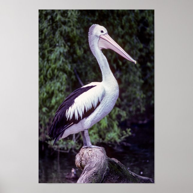 Pelican on a branch, Tasmania - Australia Poster (Front)