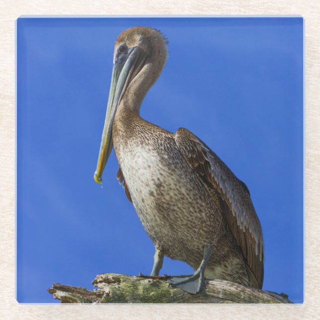 Pelican on a limb glass coaster (Front)