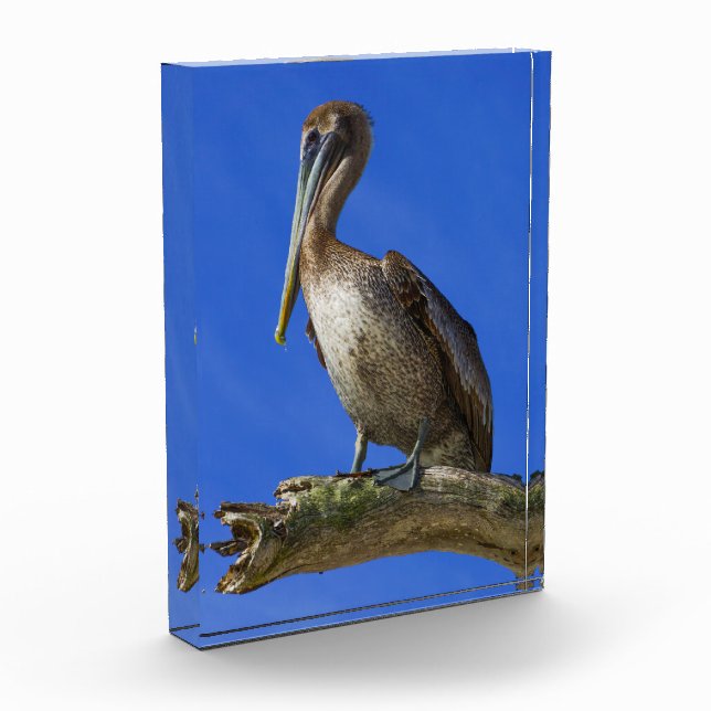 Pelican on a limb photo block (Left)