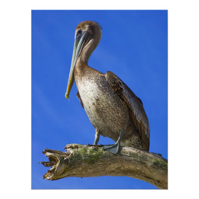 Pelican on a limb photo print (Front)