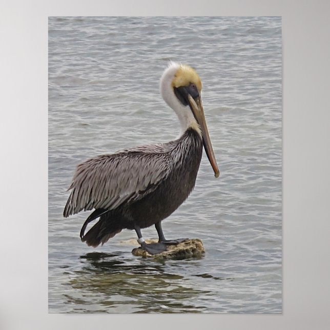 Pelican on A Rock Poster (Front)
