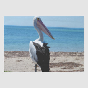 Pelican On Beach Rock, Tissue Paper