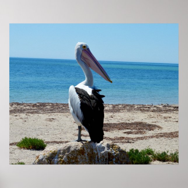 Pelican On Beach Rocks, Poster (Front)