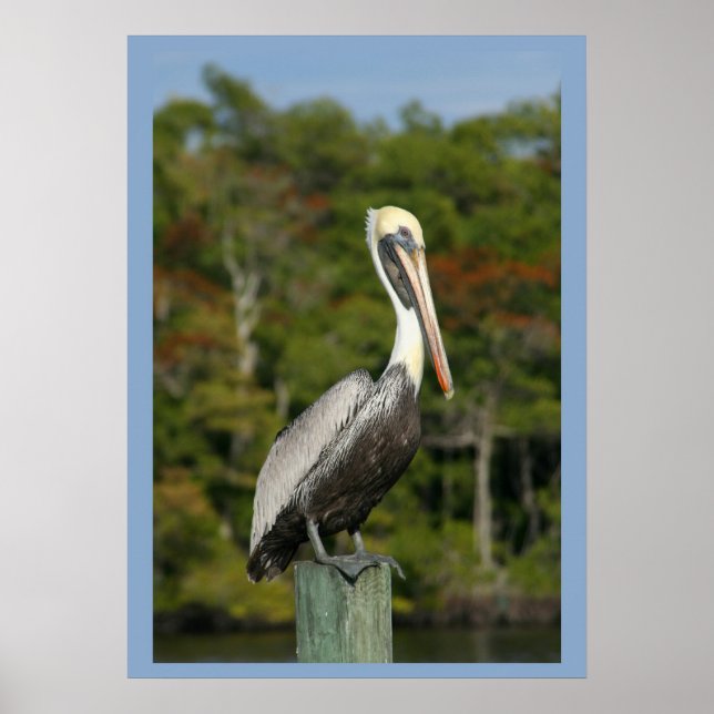 Pelican on Blue Poster (Front)