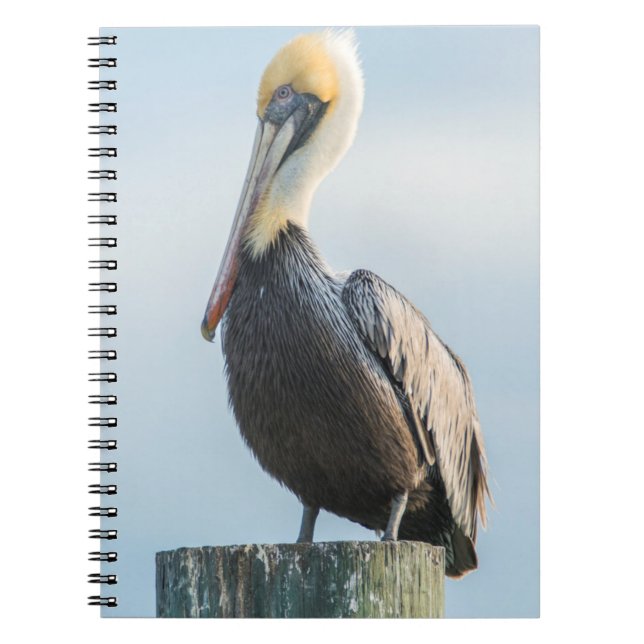 Pelican perched on pylon spiral notebook (Front)