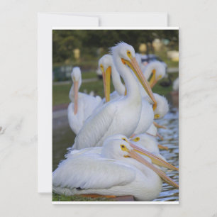 Pelican Pile Holiday Card