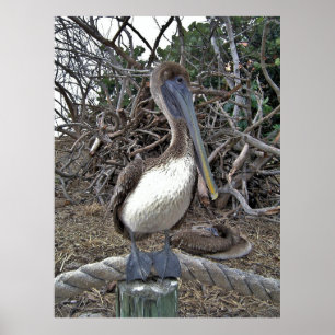 Pelican Portrait Poster