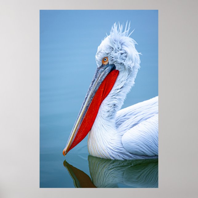 PELICAN PORTRAIT POSTER (Front)