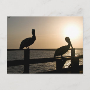 Pelican Post Card